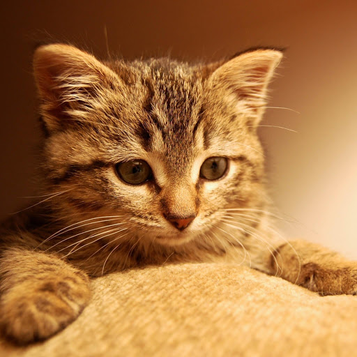 Hd-170457-ascw170457