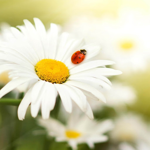 Hd-163630-ascw163630