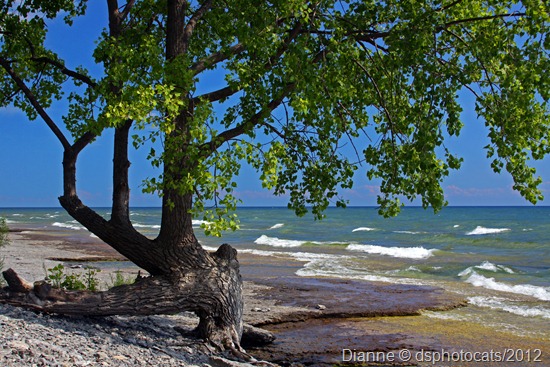 Walking Along The Shore 