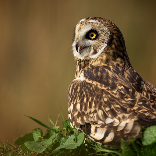 Hd-174851-ascw174851