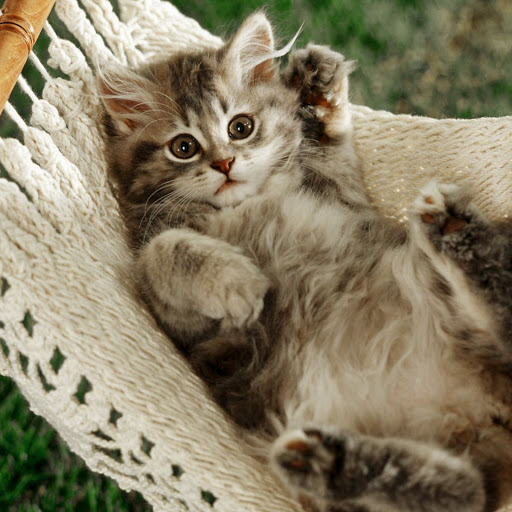 Hd-136561-ascw136561