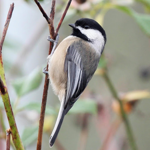 Hd-178727-ascw178727