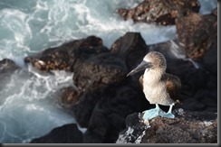 Blue footed booby 5