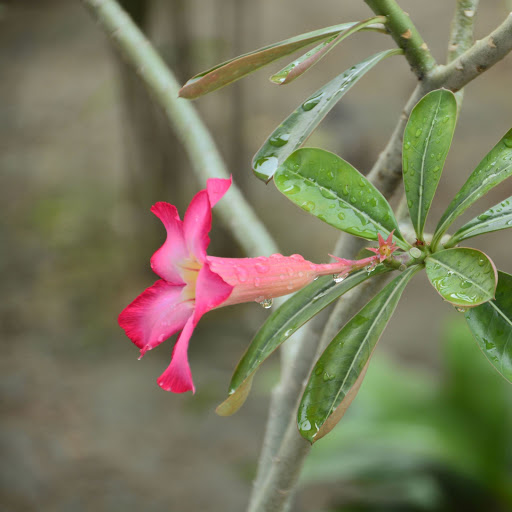 Hd-156047-ascw156047