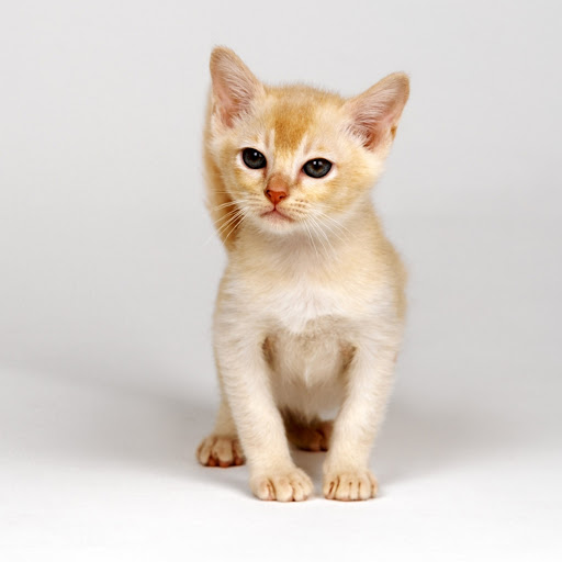 Hd-137395-ascw137395