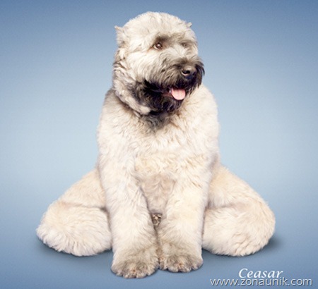 [Anjing%2520Senam%2520Yoga%2520%25285%2529%255B4%255D.jpg]