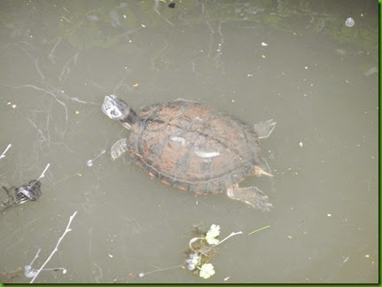 DSCN0477  Turtle at Eli Meadows Lock