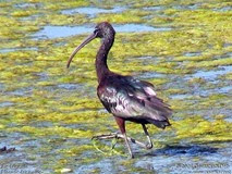 trégomeur ibis falcinelle