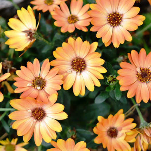 Hd-147104-ascw147104