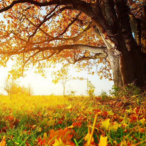 Hd-151980-ascw151980