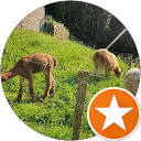 Image Google de Adomicil' Dog