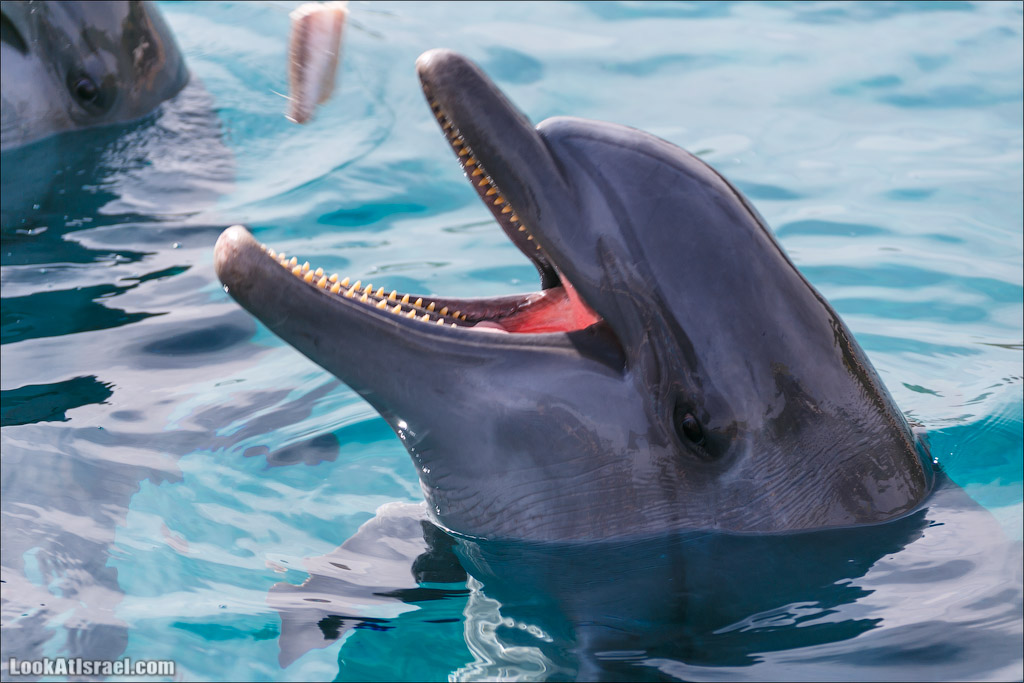 LookAtIsrael.com - Фото путешествия по Израилю | Дельфиний риф в Эйлате. Дельфинарий | Dolphins reef in Eilat | דולפינריום באילת