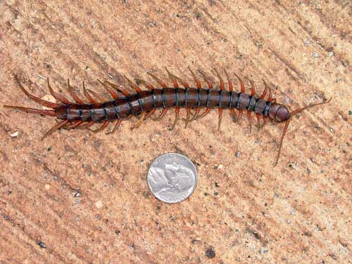 centipede-022.jpg