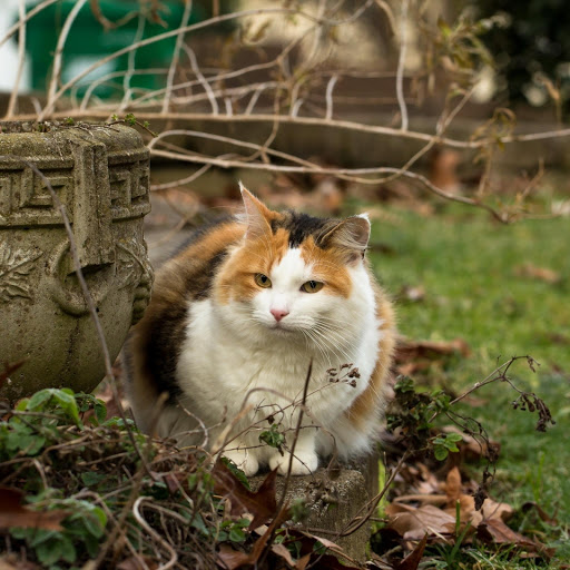 Hd-177542-ascw177542