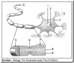 struktr sel saraf_zonabiokita