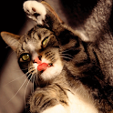 LOL Cats icon