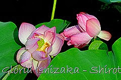 86 - Glória Ishizaka - Shirotori Garden