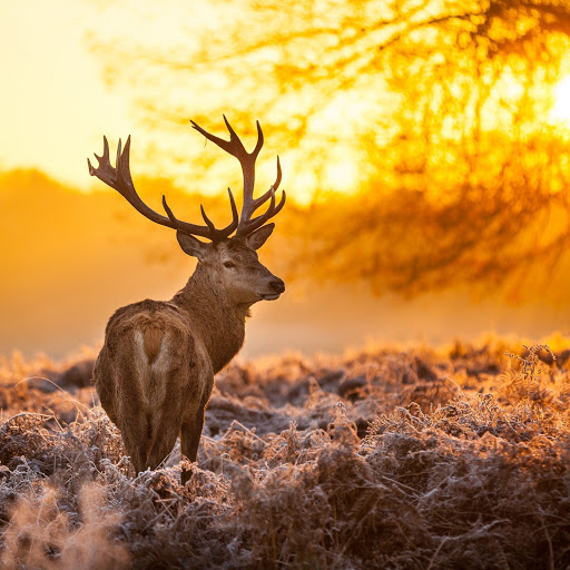 Hd-162630-ascw162630