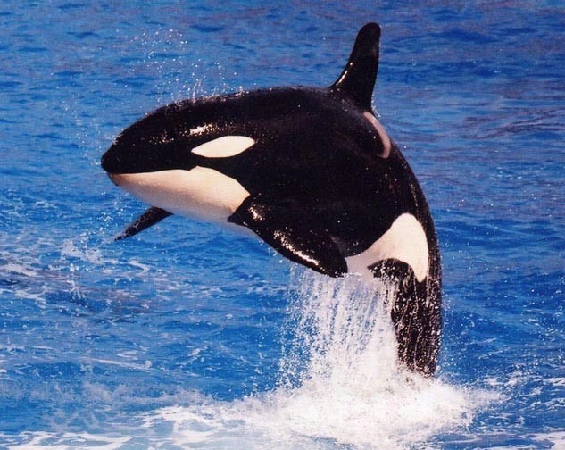 [orca%255B3%255D.jpg]