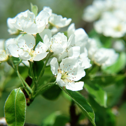 Hd-170604-ascw170604