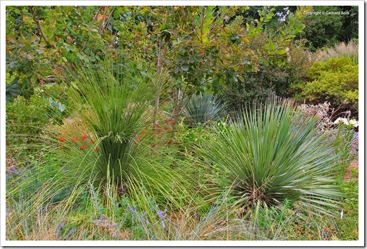Succulents and More: Late summer at UC Davis Arboretum 