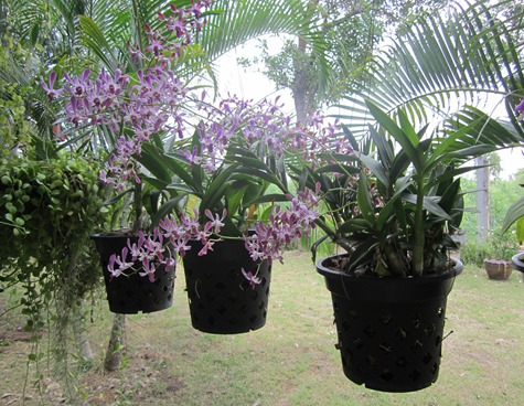 orchid at Junrom Vipassan Center  Surin  Thailand  