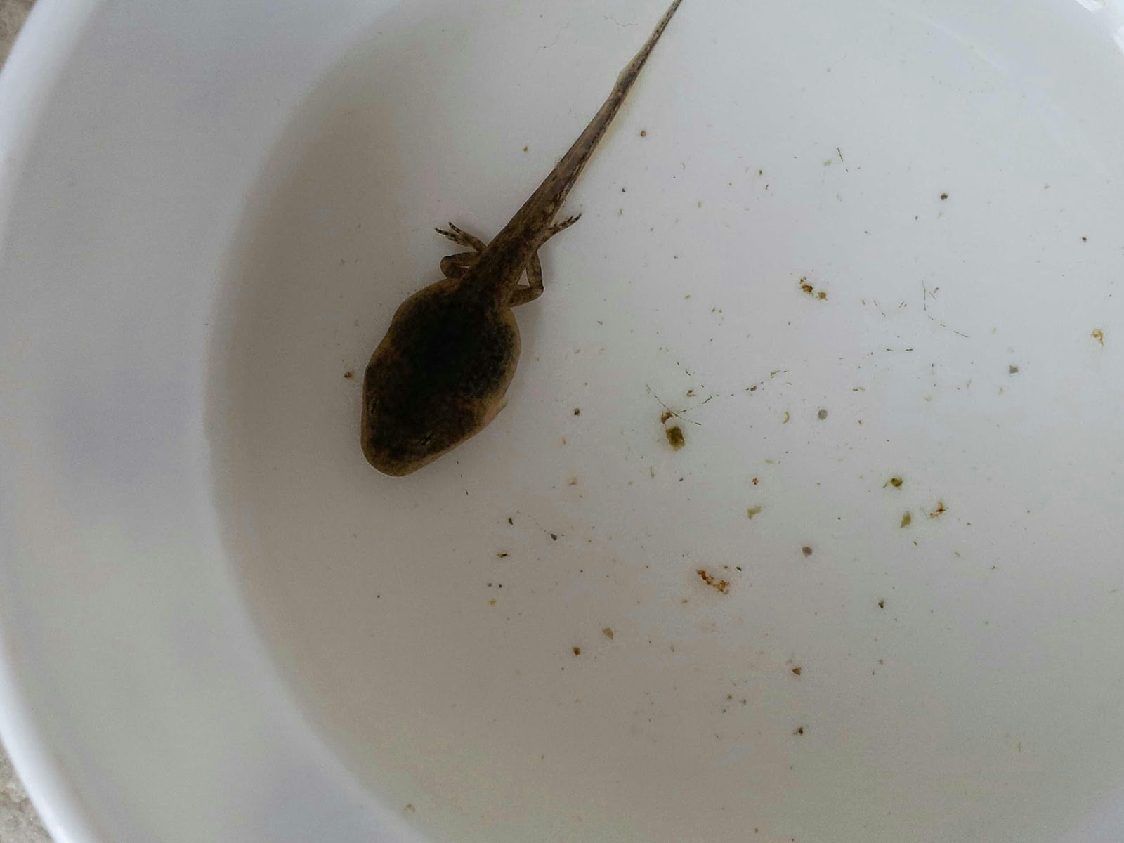 Лодочный мотор tadpole
