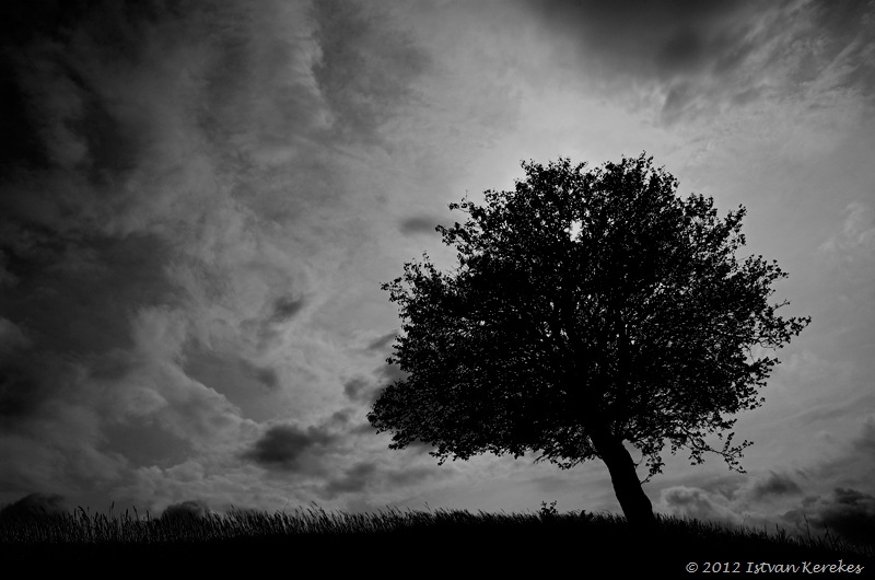 Istvan Kerekes dark Tree
