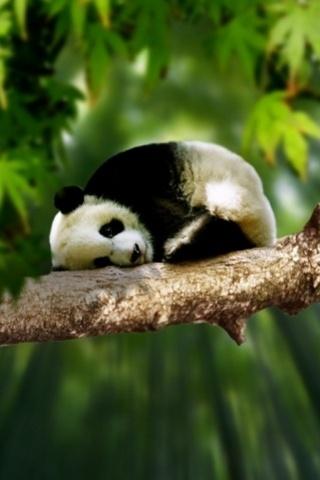 Jwarren-sleepypanda