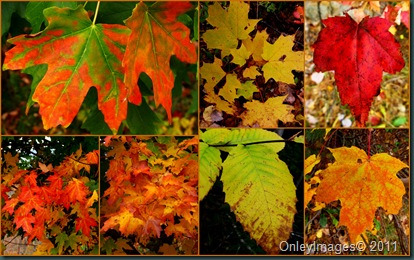 leaves collage1018