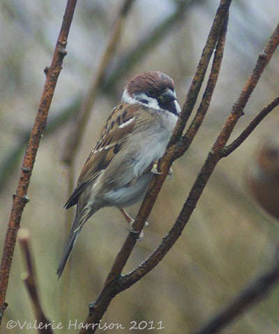 [26-tree-sparrow%255B4%255D.jpg]