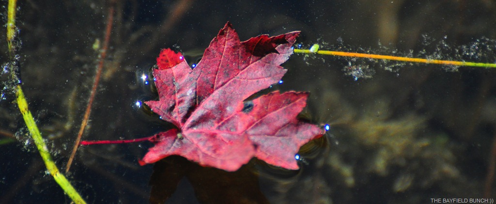 [DSC_0008%255B9%255D.jpg]