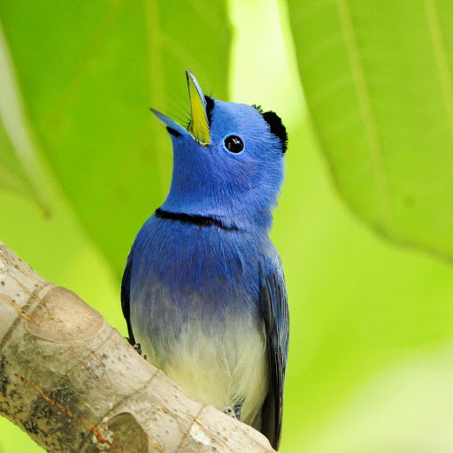 Hd-177742-ascw177742