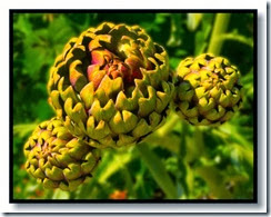 globe artichoke