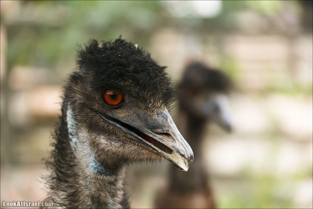 Ган Гуру - парк с кенгуру и другими австралийскими животными | Gan Guru | גן גורו | LookAtIsrael.com - Фото путешествия по Израилю