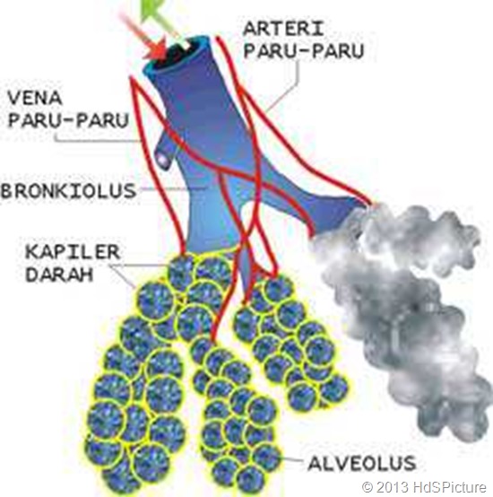 gambar bronkiolus dan alveolus