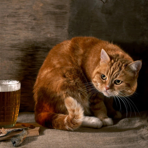 Hd-184850-ascw184850