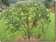 Pie cherry tree