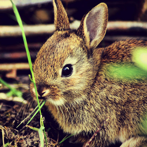 Hd-182512-ascw182512