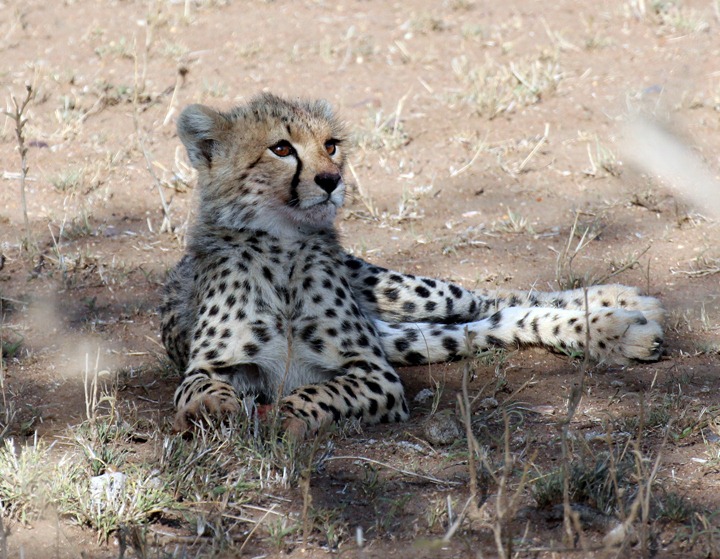 [October-18-2012-cheetah-cub3.jpg]