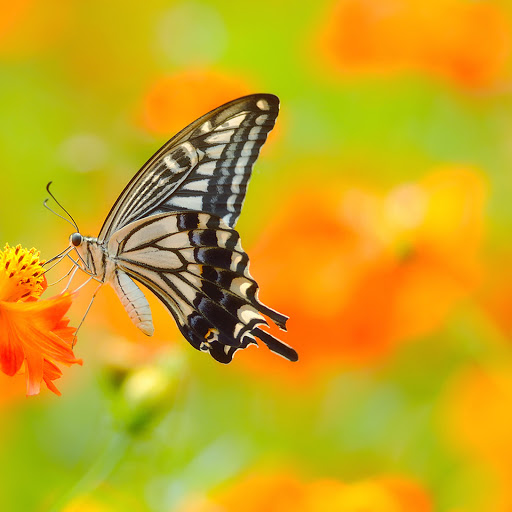 Hd-165285-ascw165285