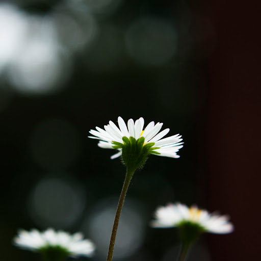 Hd-169587-ascw169587