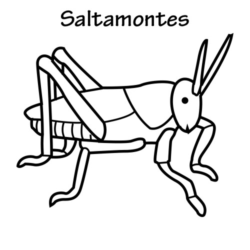 COLOREAR DIBUJOS DE SALTAMONTES