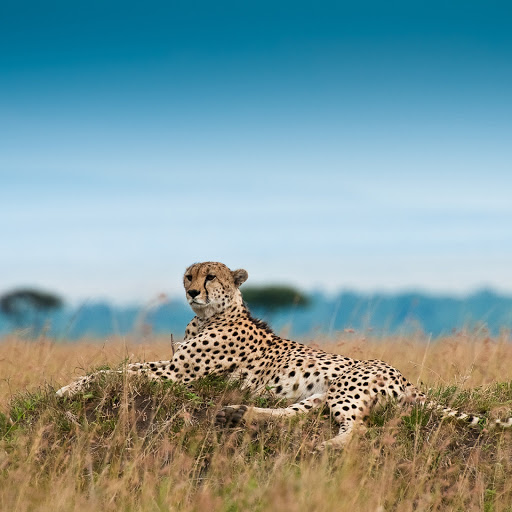 Hd-146002-ascw146002