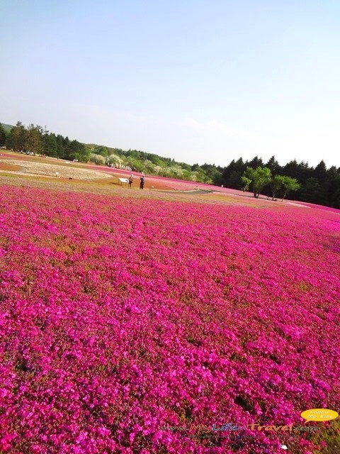 [Fuji-shibazakura-festival-0066.jpg]