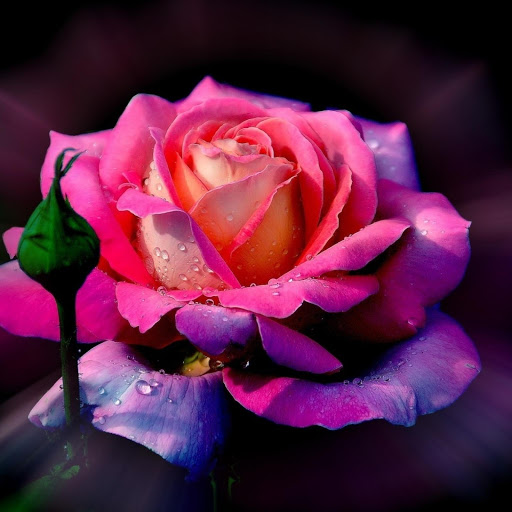 Hd-177525-ascw177525