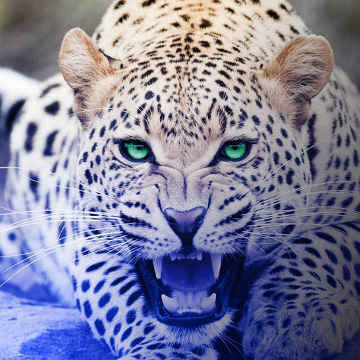 Hd-176679-ascw176679