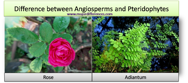 Difference between angiosperms and pteridophytes