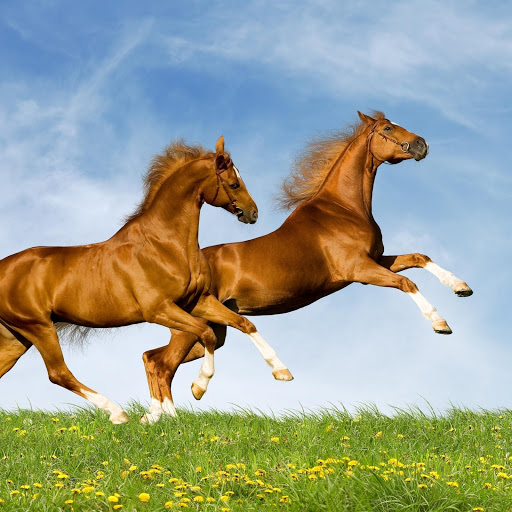 Hd-150108-ascw150108