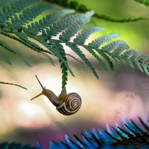 Hd-145003-ascw145003